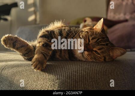 Nahaufnahme einer schlafenden britischen Katze in Marmorfarben Stockfoto