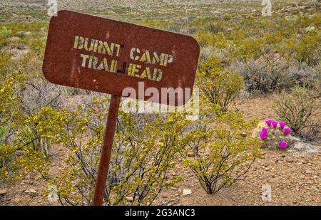 Metallschild, blühender Erdbeerkaktus, im Burnt Camp Trailhead, El Solitario Area, Big Bend Ranch State Park, Texas, USA Stockfoto