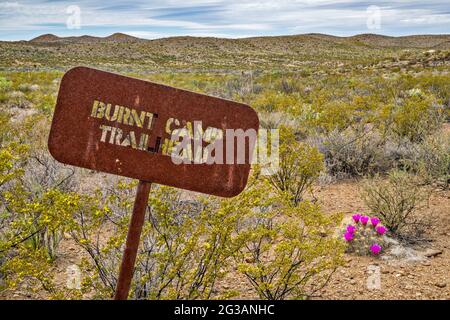 Metallschild, blühender Erdbeerkaktus, im Burnt Camp Trailhead, El Solitario Area, Big Bend Ranch State Park, Texas, USA Stockfoto