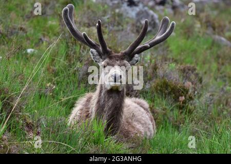 Red Deer Hirsch Callum gelegt. Torridon Schottland Stockfoto