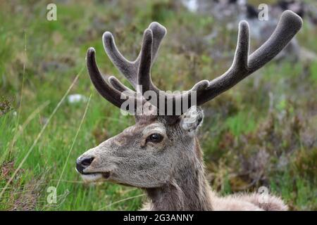 Rothirsch Callum zeigt samtbedeckte Geweihe in Torridon Schottland Stockfoto