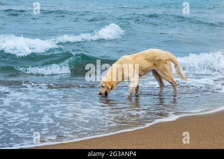 Dehydrierter Hund trinkt Meerwasser. Großer niedlicher cremefarbener Hund, der am Strand steht und Wasser aus dem Meer trinkt. Natürliches Leben. Stockfoto