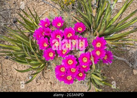 Erdbeerkaktus, blühende Lechuguilla-Agaven, El Solitario Area, Big Bend Ranch State Park, Texas, USA Stockfoto