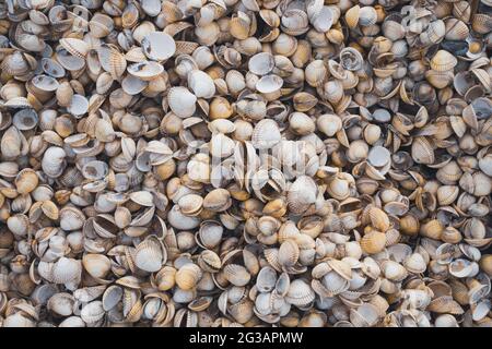 Von oben nach unten Nahaufnahme Blick auf die Muscheln & Live-Muscheln am Strand Stockfoto