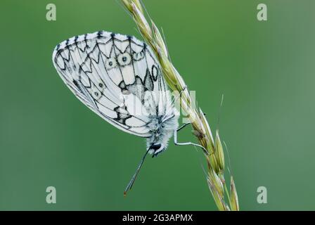 Marmorierte weiße Schmetterling Männchen ruht auf dem Gras in der Dämmerung. Seitenansicht, Nahaufnahme. Unscharfer natürlicher grüner Hintergrund. Gattungsart Melanargia galathea. Stockfoto