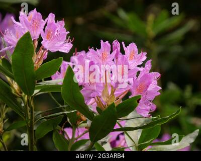 Nahaufnahme von schönen violetten Rhododendronblüten auf einem Strauch Stockfoto