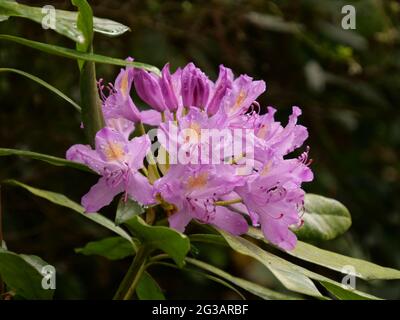 Nahaufnahme von schönen violetten Rhododendronblüten auf einem Strauch Stockfoto