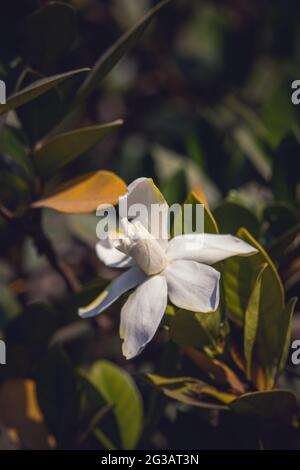 Eine schöne Nahaufnahme einer weißen Gardenia-Blume ist als Cape Jasmine in Garden bekannt Stockfoto