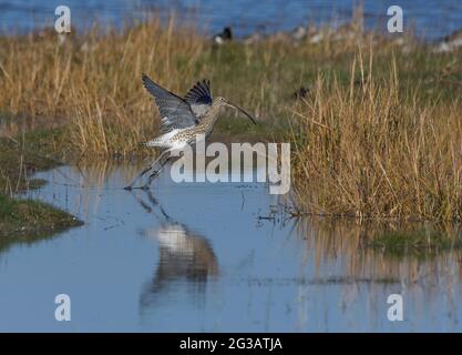 Curlew, Numenius arquata, beim Start, Morecambe Bay, Lancashire, VEREINIGTES KÖNIGREICH Stockfoto