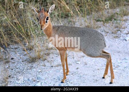 Damara Dik Dik, Etosha, Namibia Stockfoto