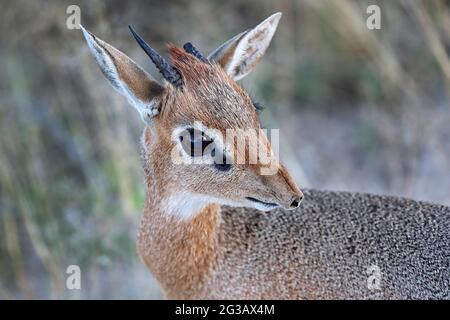 Damara Dik Dik, Etosha, Namibia Stockfoto