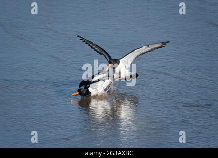 Paar Eurasische Austernfischer, Haematopus ostralegus, Morecambe Bay, Großbritannien Stockfoto