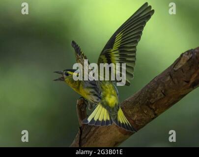 Erwachsener, eurasischer Siskin, Carduelis spinus, fliehend, im Wald Stockfoto