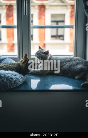 Zwei Katzen liegen nebeneinander auf einer Fensterbank Stockfoto