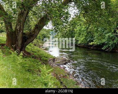 Glanusk Estate, Crickhowell, Powys, Großbritannien Stockfoto