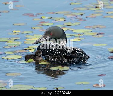 Gemeinsame Loon und Baby Küken im Teich schwimmen und feiern das neue Leben mit Seerosen Pads in ihrer Umgebung und Lebensraum . Loon-Bild. Stockfoto