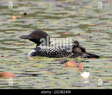 Gemeiner Loon und Baby-Küken-Loon reiten auf dem Rücken der Eltern und feiern das neue Leben mit Seerosenpads in ihrer Umgebung und ihrem Lebensraum Stockfoto