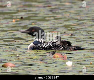 Gemeiner Loon und Baby-Küken-Loon reiten auf dem Rücken der Eltern und feiern das neue Leben mit Seerosenpads in ihrer Umgebung und ihrem Lebensraum Stockfoto