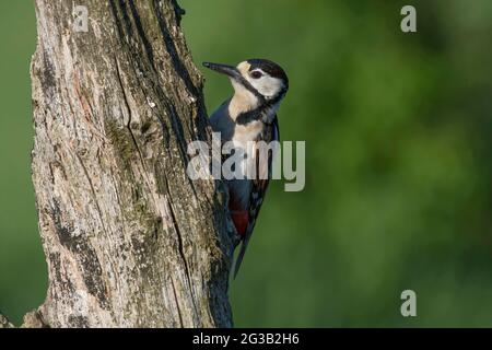 Buntspecht, Dendrocopos major, weiblich, thront auf Baumrunk, Großbritannien Stockfoto