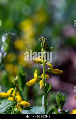 Genista tinctoria Busch wächst auf dem Feld Stockfoto