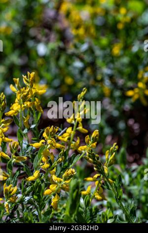 Genista tinctoria Busch wächst auf dem Feld Stockfoto