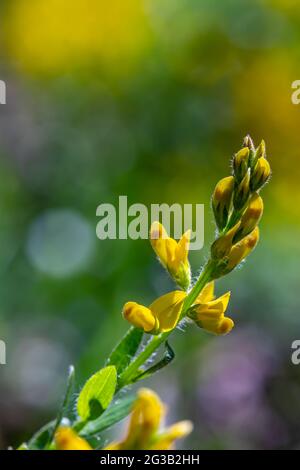 Genista tinctoria Busch wächst im Wald Stockfoto