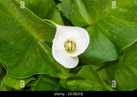 Eine in grünen großen Blättern Zantedeschia aethiopica, allgemein bekannt als Calla Lily und Arum Lily.close up. Eine einfache und elegante Calla Lily. Elegant Stockfoto