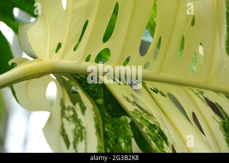 Nahaufnahme des schönen Blattes einer sehr bunten Monstera Deliciosa Stockfoto