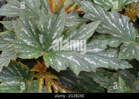 Wunderschöne und einzigartige Form von kanienartigen Begonia 'Lana'-Blättern Stockfoto