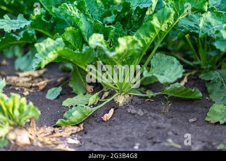 Zuckerrüben, Getreide, Landwirtschaft Landschaft Stockfoto