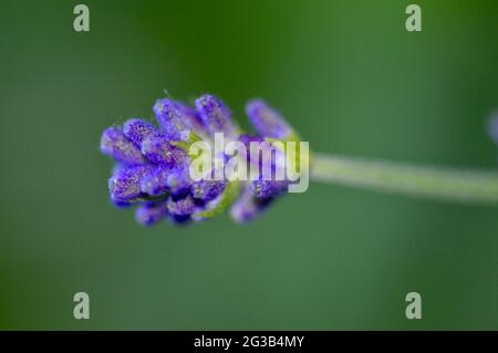 lavendula angustifolia - lavendelblüte Nahaufnahme Stockfoto