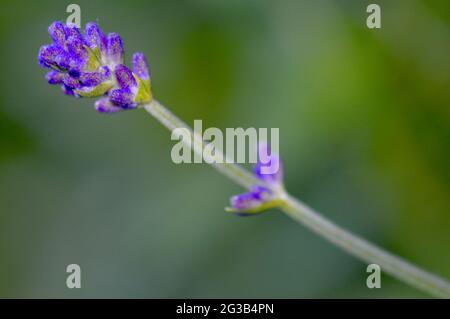 lavendula angustifolia - lavendelblüte Nahaufnahme Stockfoto