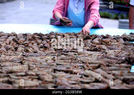 Luoyang, China. Juni 2021. Ein riesiges Drachenboot wird von 3000 quercus Zongzi und Hirse bemalt, um das Drachenbootfest in Luoyang, Henan, China, am 13. Juni 2021 zu feiern.(Foto by TPG/cnsphotos) Credit: TopPhoto/Alamy Live News Stockfoto