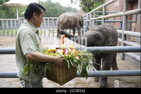 Jinan, China. Juni 2021. Die Elephas Maximus genießen den Zongzi beim Drachenbootfest in Jinan, Shandong, China am 14. Juni 2021.(Foto by TPG/cnsphotos) Quelle: TopPhoto/Alamy Live News Stockfoto