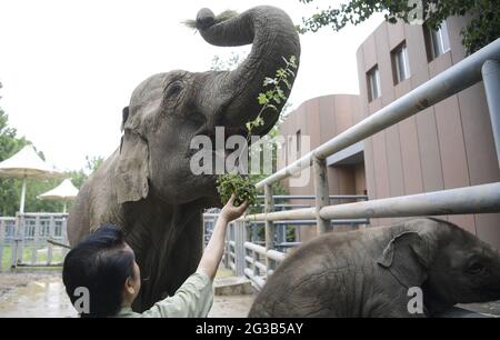 Jinan, China. Juni 2021. Die Elephas Maximus genießen den Zongzi beim Drachenbootfest in Jinan, Shandong, China am 14. Juni 2021.(Foto by TPG/cnsphotos) Quelle: TopPhoto/Alamy Live News Stockfoto