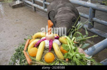 Jinan, China. Juni 2021. Die Elephas Maximus genießen den Zongzi beim Drachenbootfest in Jinan, Shandong, China am 14. Juni 2021.(Foto by TPG/cnsphotos) Quelle: TopPhoto/Alamy Live News Stockfoto