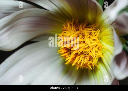 Makrofoto der weißen Dahlia Blume mit gelben Pollen Stockfoto