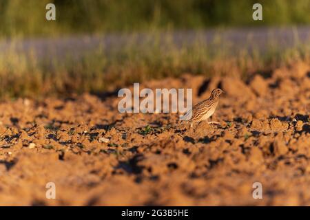 Gemeiner Quail Coturnix Coturnix männlicher Gesang in der Beauce-Ebene, Frankreich Stockfoto