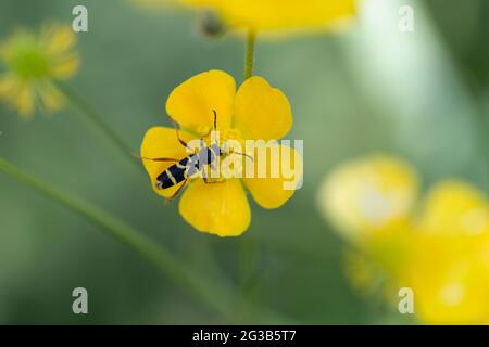 Der Longhorn-Käfer Cerambycidae Clyteus arietis sitzt auf einer gelben Blume Stockfoto