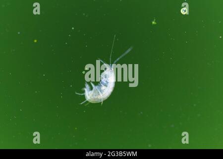 Amphipod Crustacean Gammaridae Gammarus in Nahaufnahme in algenreichem Wasser Stockfoto