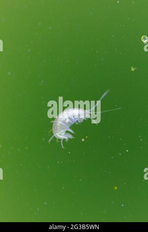 Amphipod Crustacean Gammaridae Gammarus in Nahaufnahme in algenreichem Wasser Stockfoto