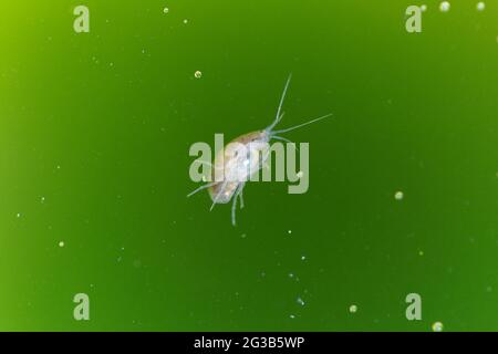 Amphipod Crustacean Gammaridae Gammarus in Nahaufnahme in algenreichem Wasser Stockfoto