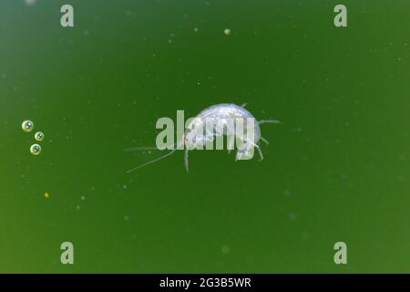 Amphipod Crustacean Gammaridae Gammarus in Nahaufnahme in algenreichem Wasser Stockfoto
