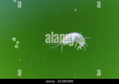 Amphipod Crustacean Gammaridae Gammarus in Nahaufnahme in algenreichem Wasser Stockfoto