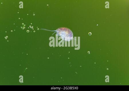 Amphipod Crustacean Gammaridae Gammarus in Nahaufnahme in algenreichem Wasser Stockfoto