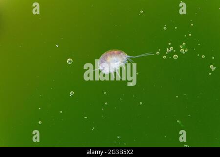 Amphipod Crustacean Gammaridae Gammarus in Nahaufnahme in algenreichem Wasser Stockfoto