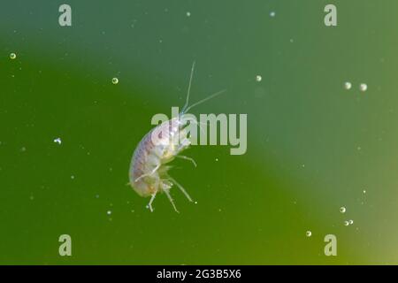 Amphipod Crustacean Gammaridae Gammarus in Nahaufnahme in algenreichem Wasser Stockfoto