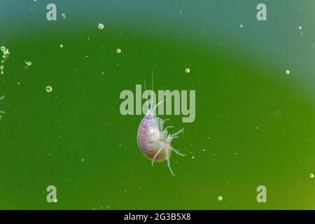 Amphipod Crustacean Gammaridae Gammarus in Nahaufnahme in algenreichem Wasser Stockfoto