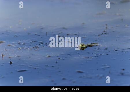 Grüner Frosch Pelophylax cf. Esculentus ridibundus close-up Stockfoto