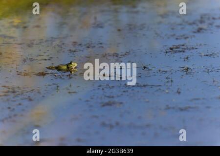 Grüner Frosch Pelophylax cf. Esculentus ridibundus close-up Stockfoto